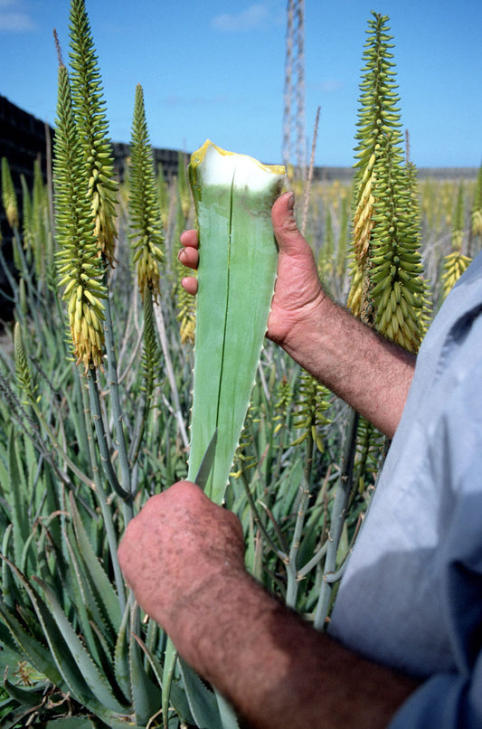 Aloe Vera